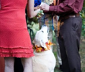 dog as ring bearer